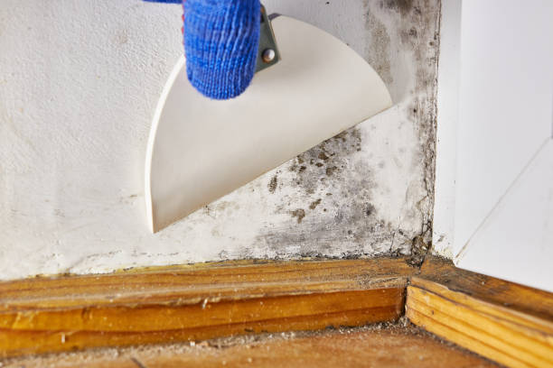 Best Residential Mold Inspection & Testing  in Akron, OH