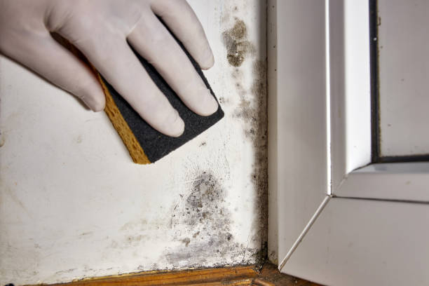 Best Black Mold Removal  in Akron, OH